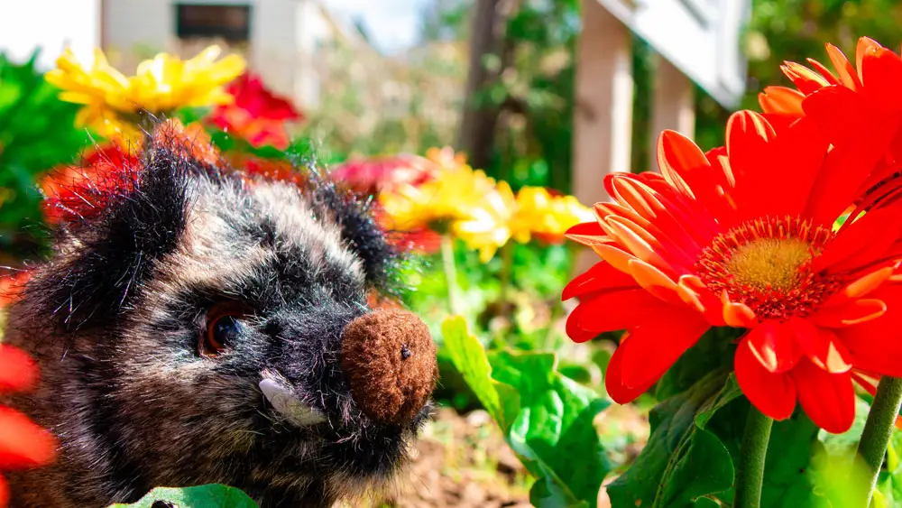 Sofy, das Wildschwein-Kuscheltier von Esterel Caravaning, Maskottchen inspiriert von der Wildschweinfamilie des Campingplatzes