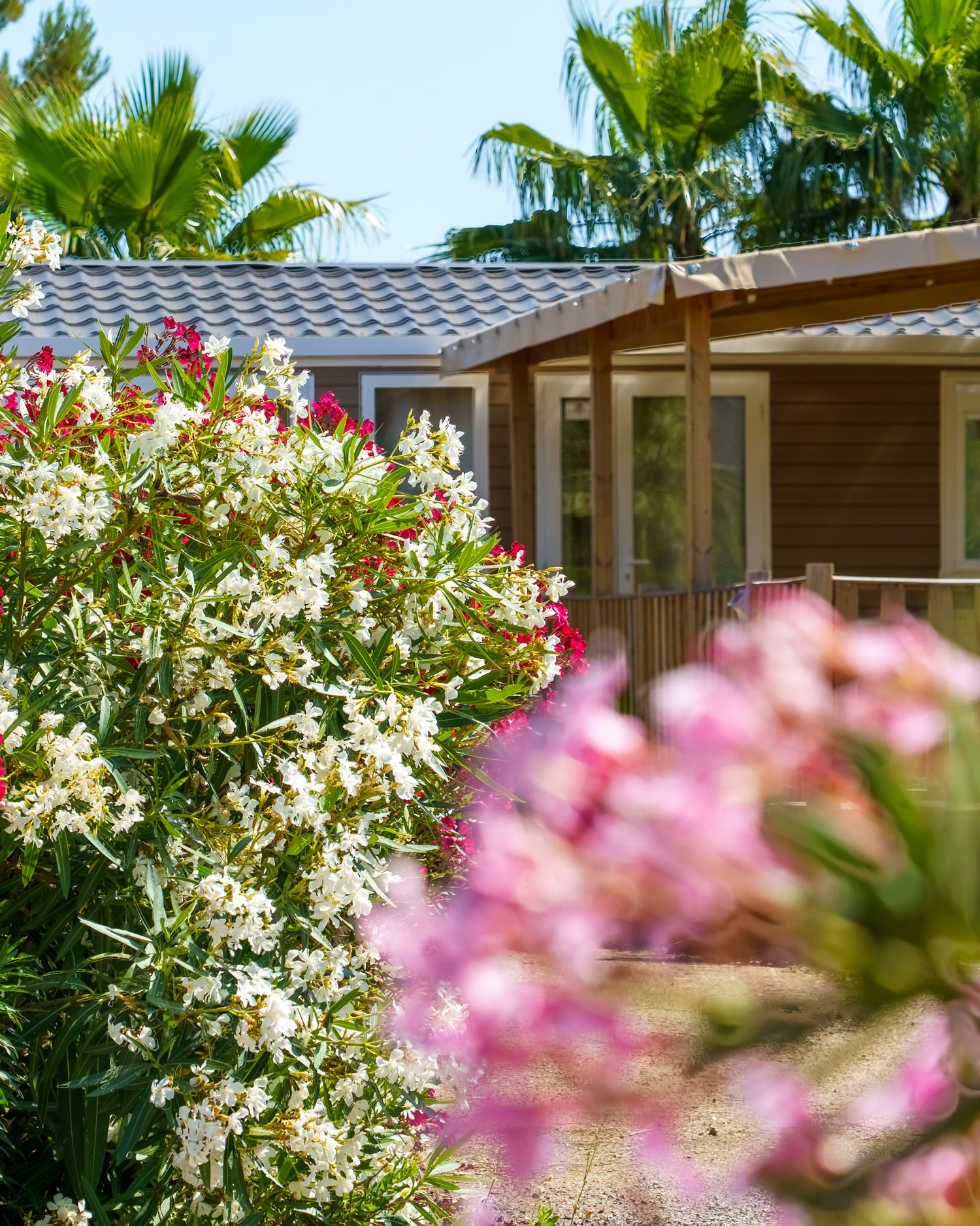 Washingtonia-Palmen und Oleander rund um ein Mobilheim – Esterel Caravaning